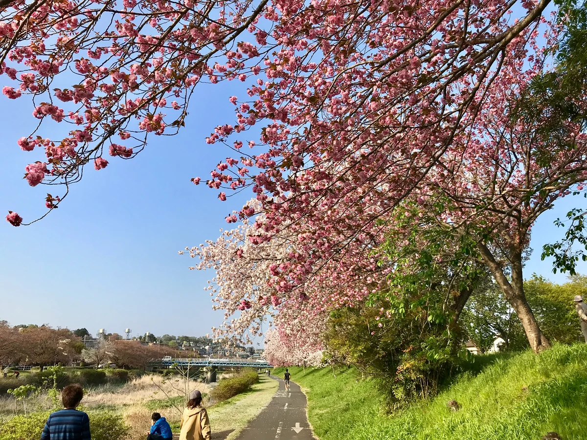 投稿写真：浅川の八重桜