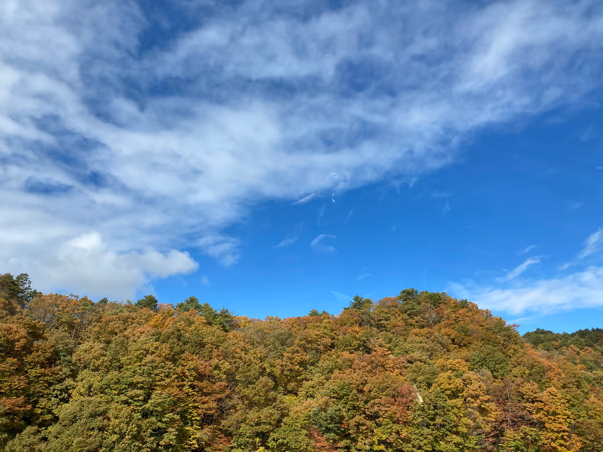 投稿写真：青空と紅葉