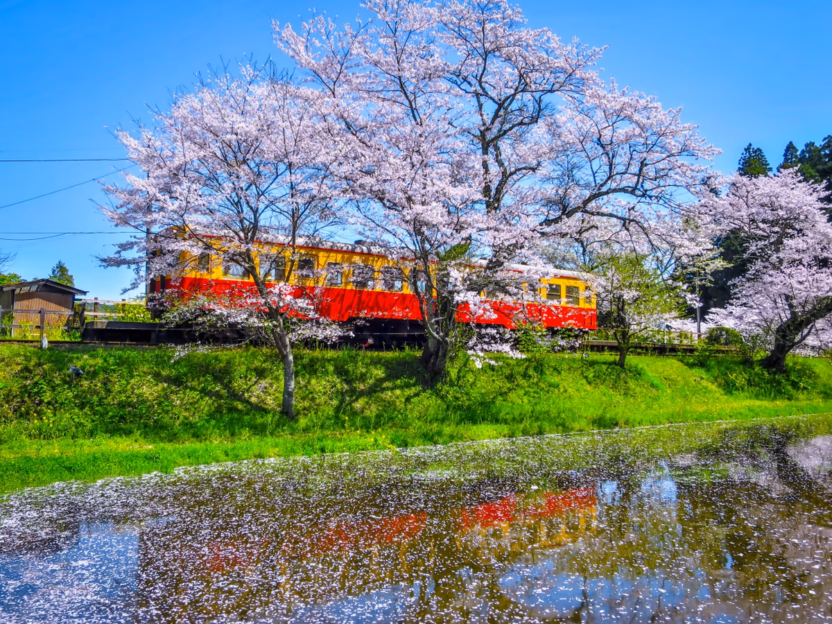 投稿写真：満開の桜と花筏と小湊鉄道