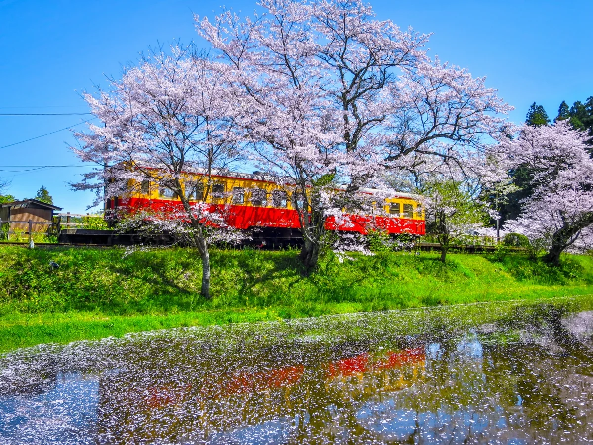 投稿写真：満開の桜と花筏と小湊鉄道