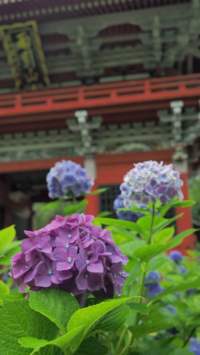 投稿写真：雨引観音　紫陽花