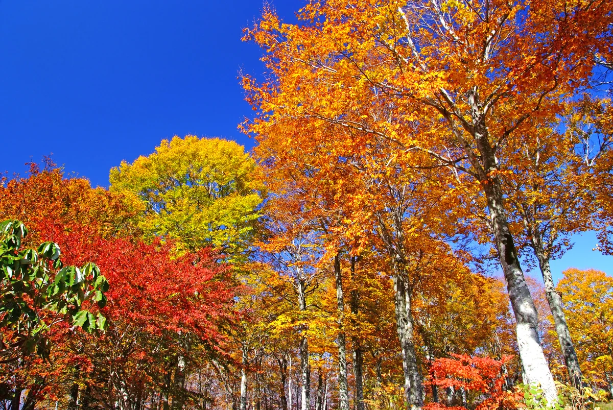 投稿写真：白馬村の秋2018