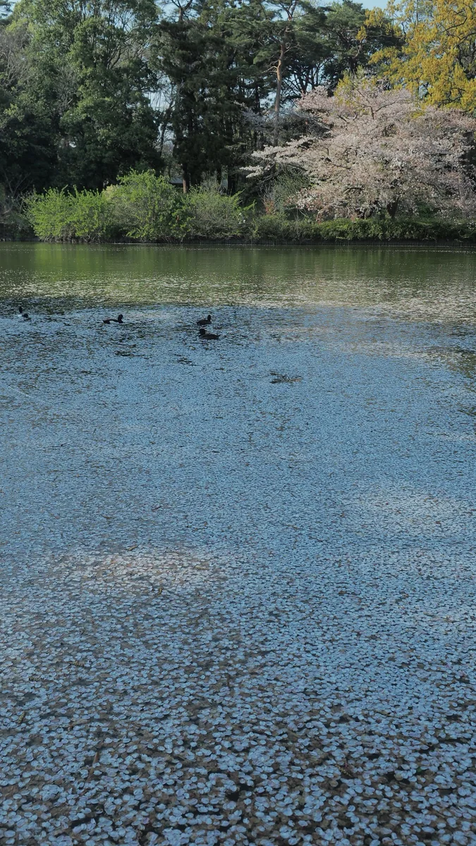 投稿写真：大宮公園　花筏