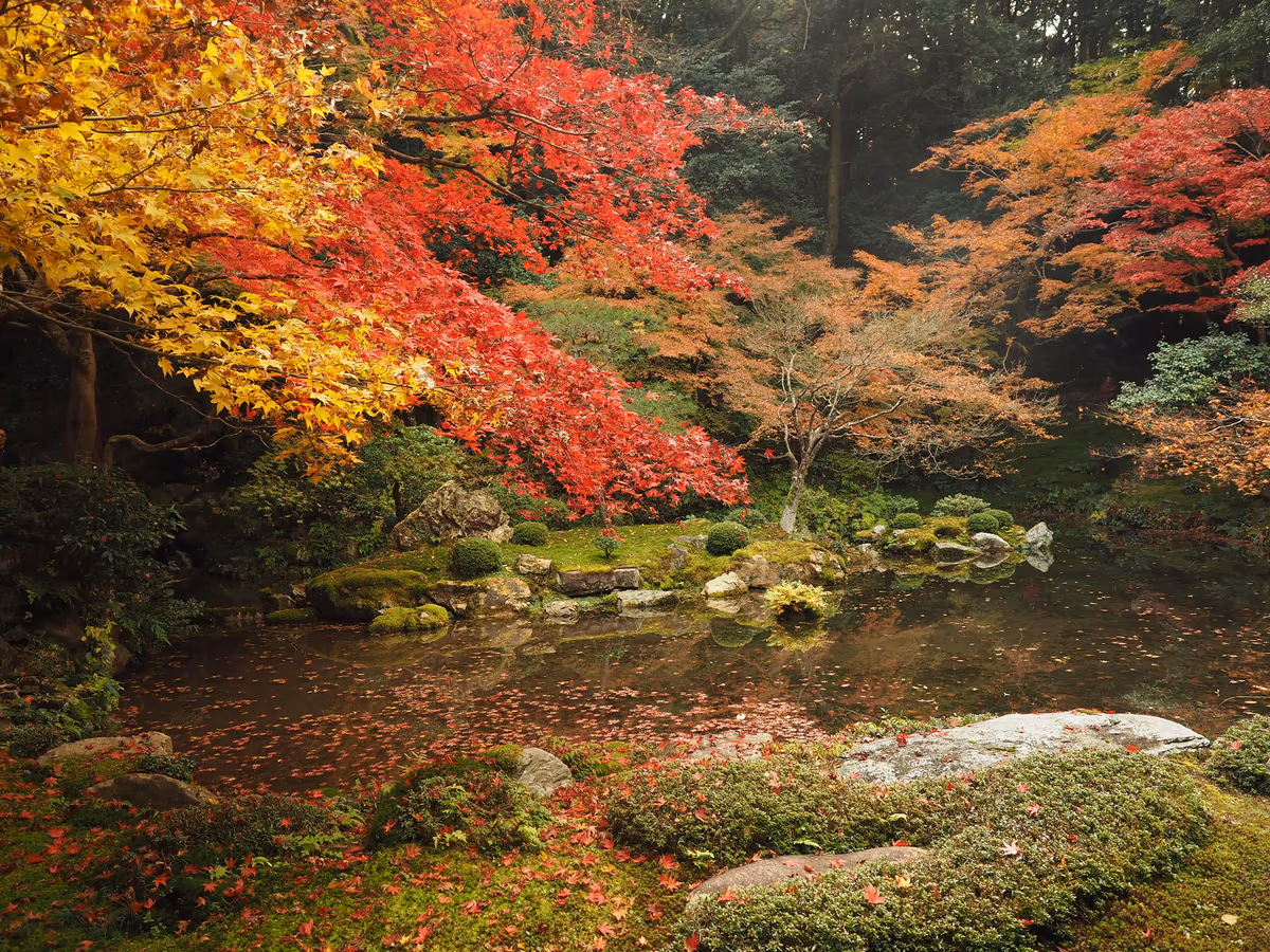投稿写真：南禅院紅葉