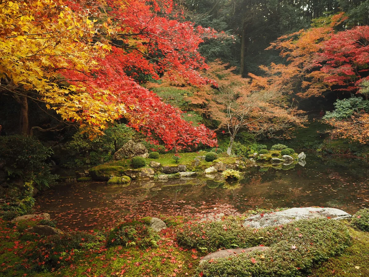 投稿写真：南禅院紅葉