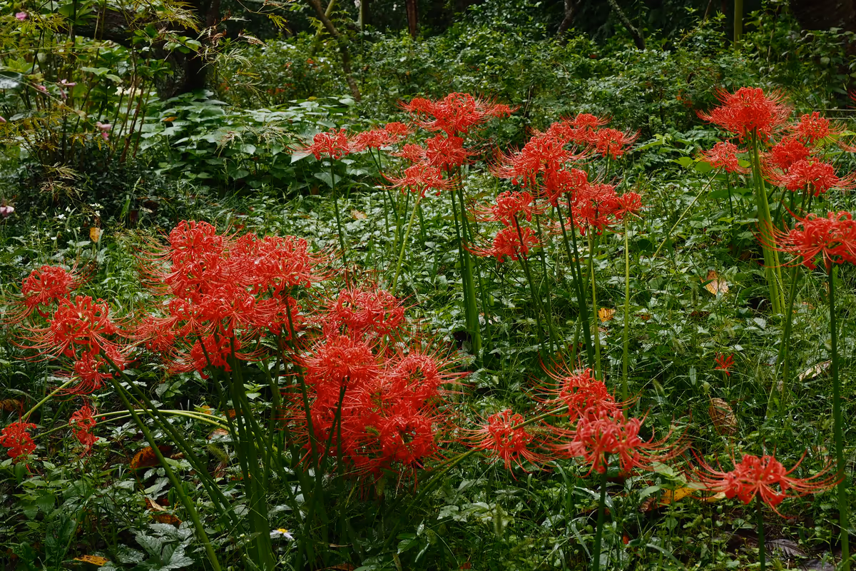 投稿写真：瑞泉寺　曼珠沙華