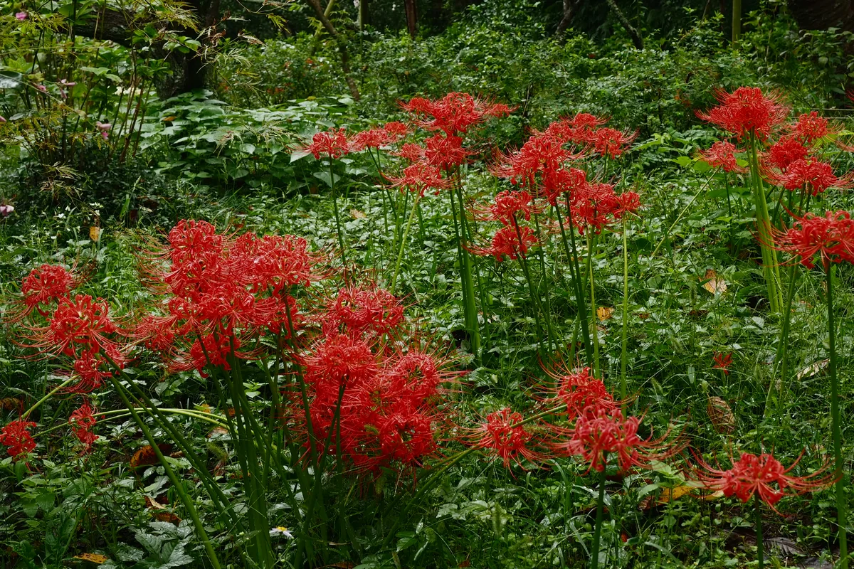 投稿写真：瑞泉寺　曼珠沙華