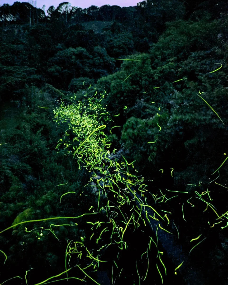 投稿写真：夏の夜に乱舞する光の妖精