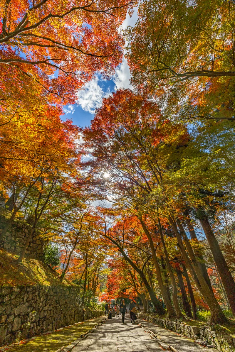 投稿写真：毘沙門堂勅使門からもみじトンネル