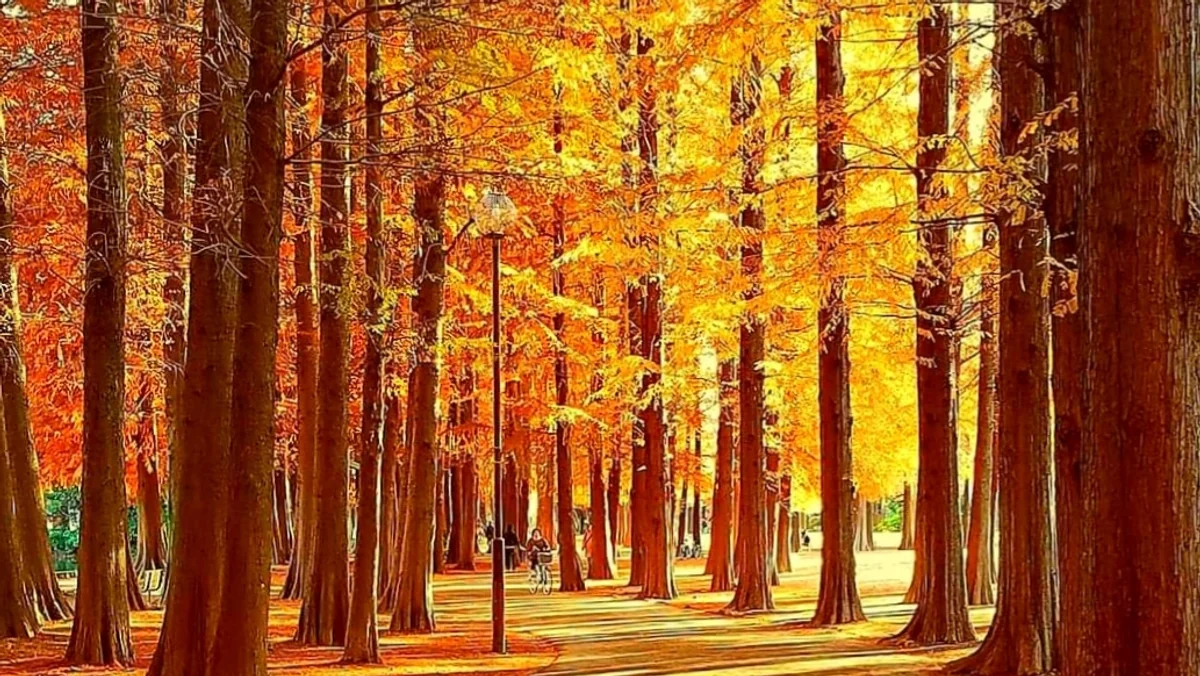 投稿写真：メタセコイヤ燃える季節(とき)