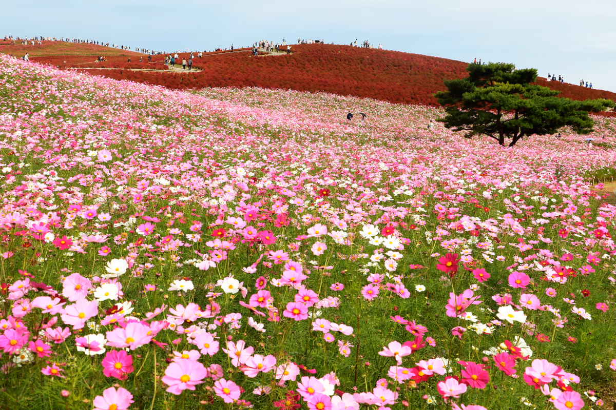 投稿写真：秋の訪れ