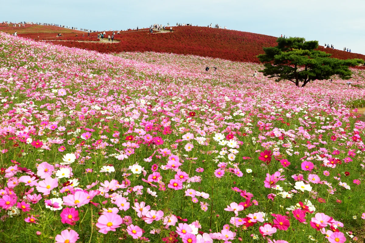 投稿写真：秋の訪れ