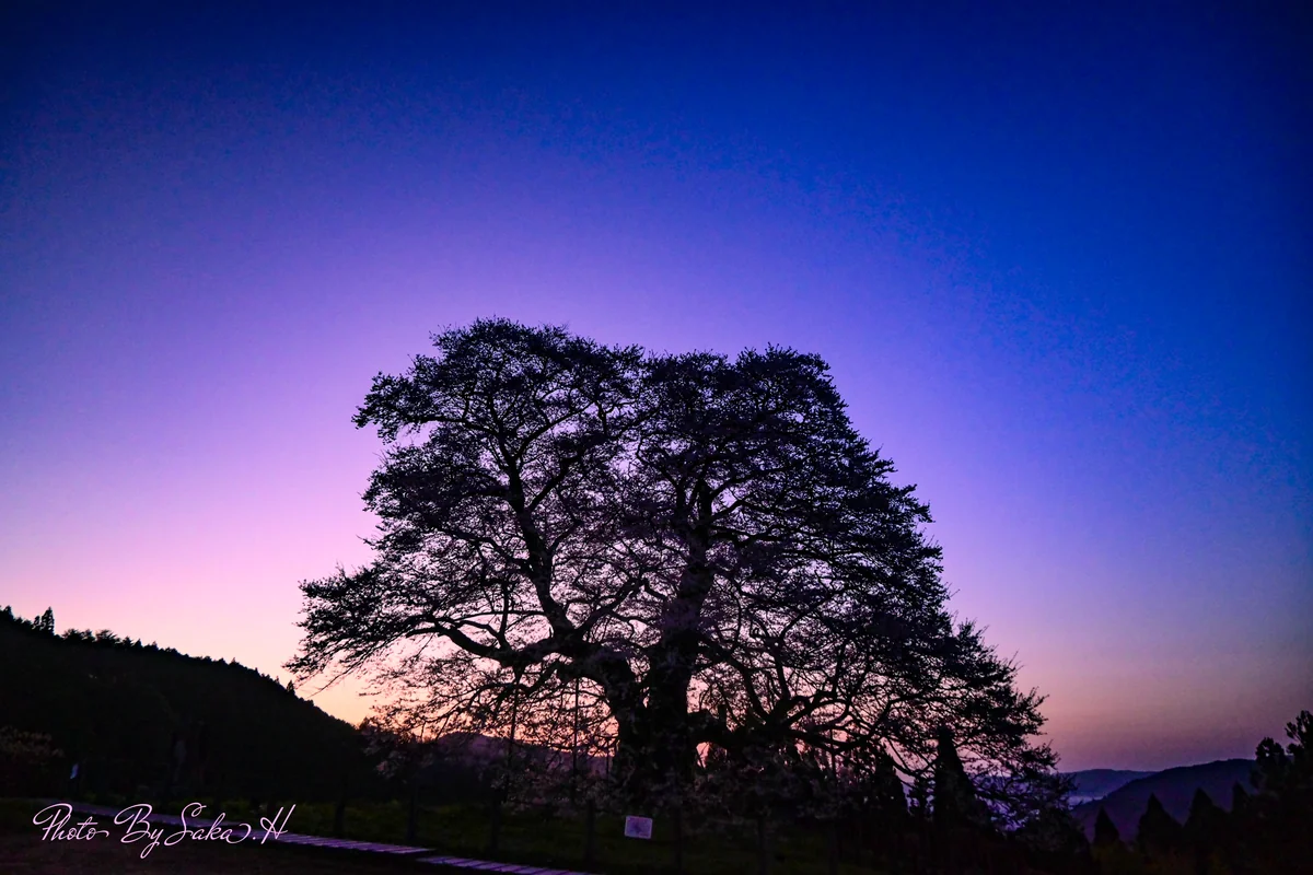 投稿写真：目覚め