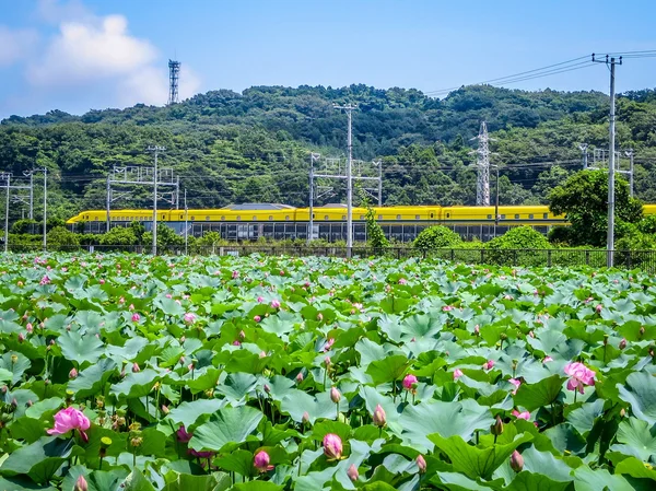 投稿：ハスの花とドクターイエロー②