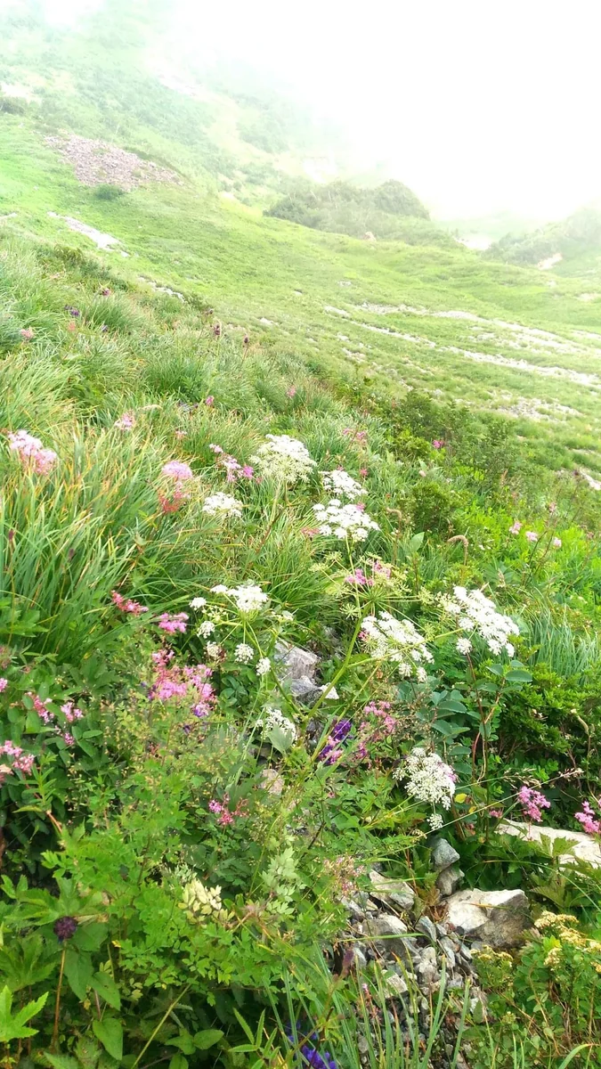 投稿写真：長野県八方池自然散策路