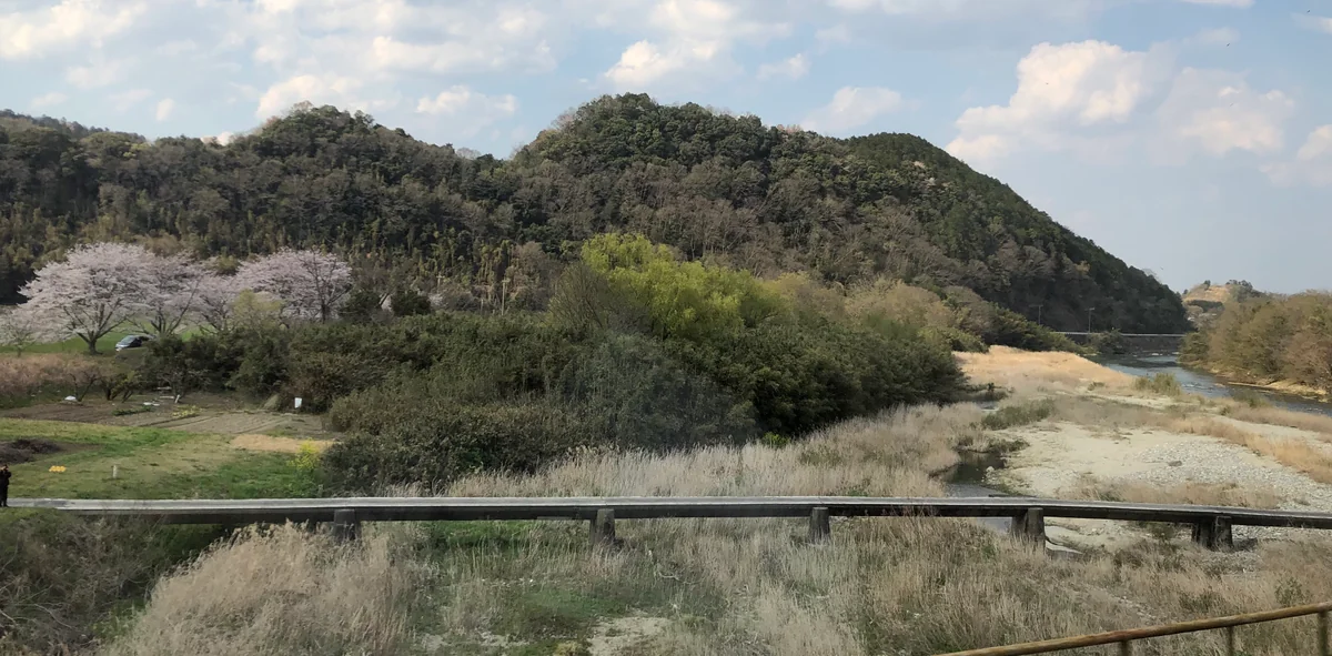 投稿写真：沈下橋と桜