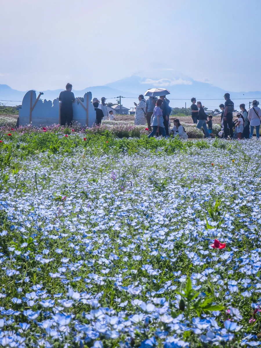 投稿写真：ネモフィラと富士山