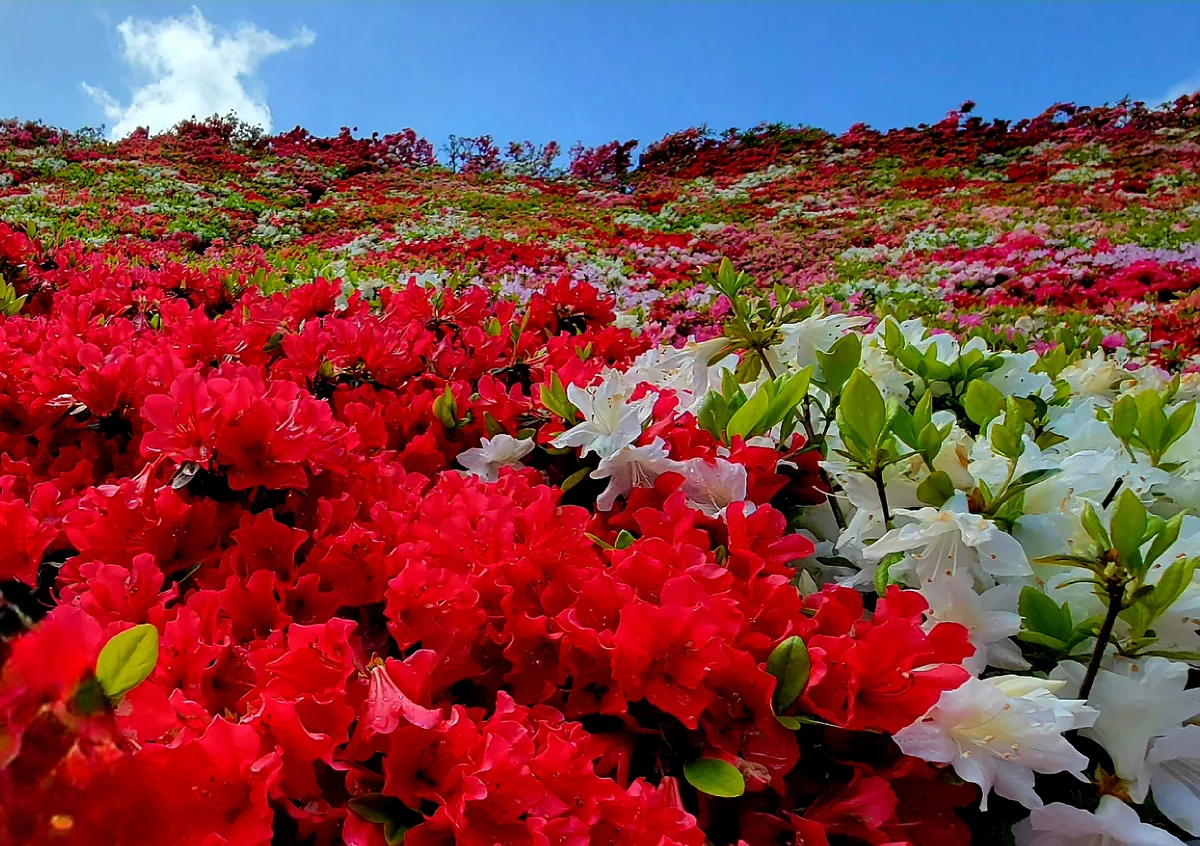 投稿写真：つつじの丘