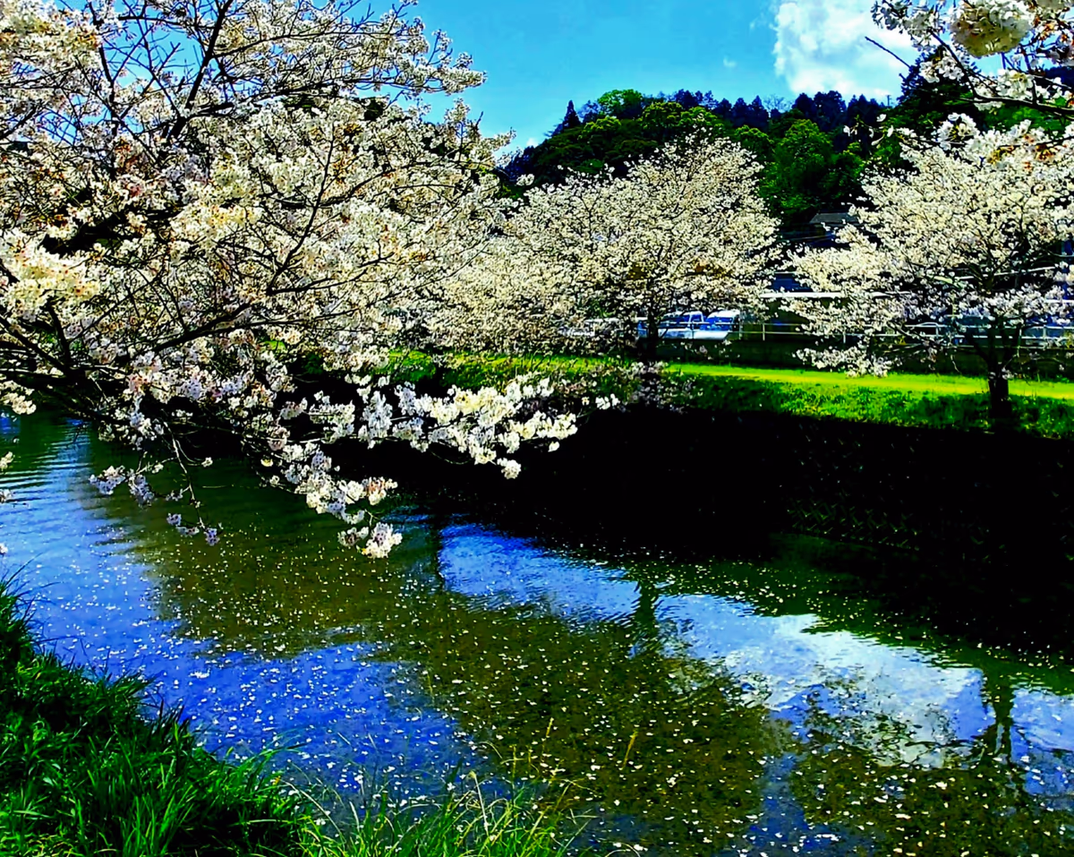 投稿写真：琴海戸根川の桜