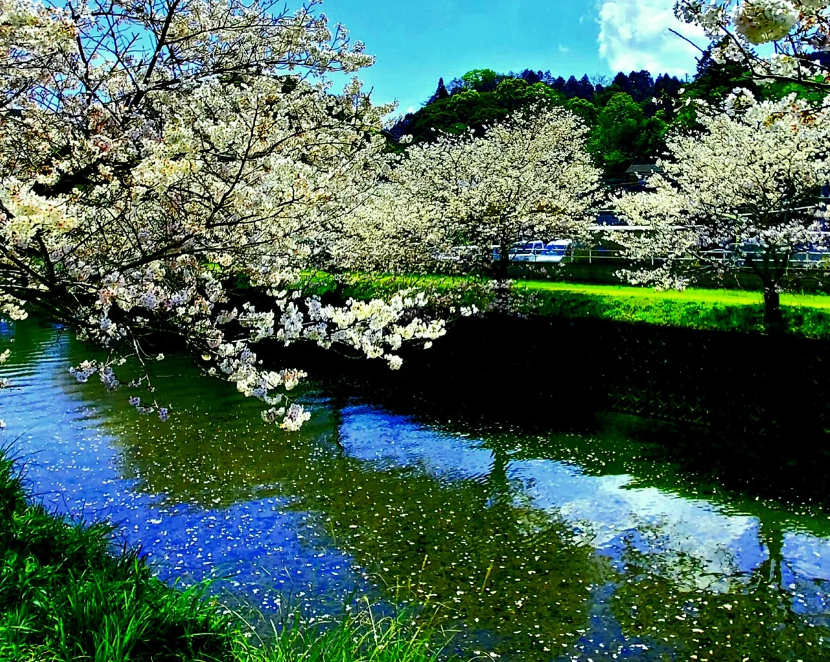 投稿写真：琴海戸根川の桜