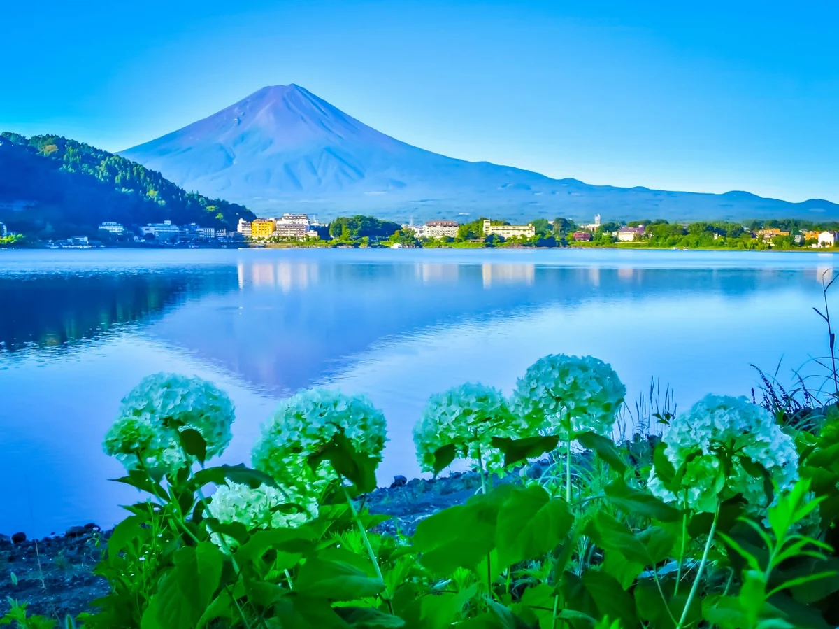 投稿写真：逆さ夏富士とアナベル