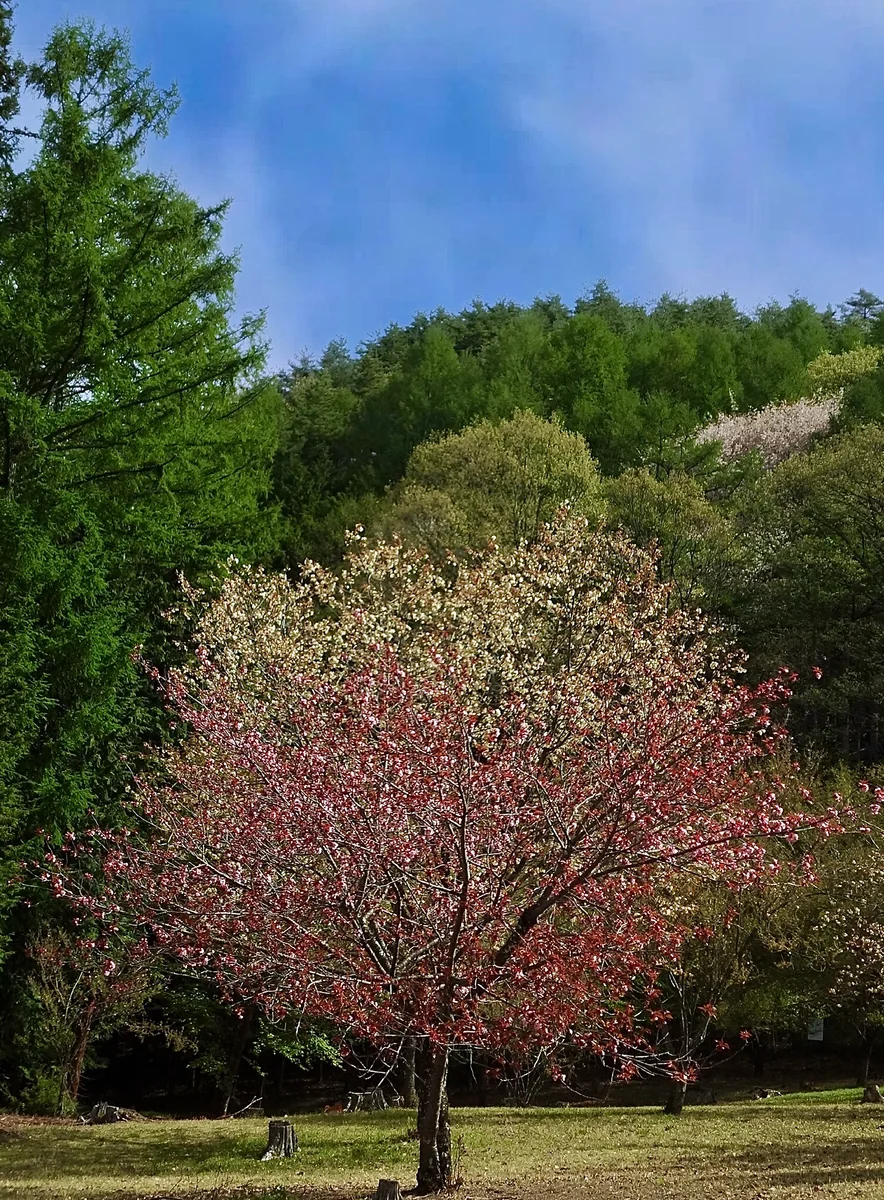 投稿写真：春色の共演