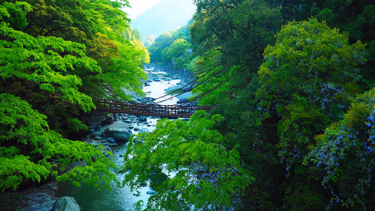 投稿写真：祖谷のかずら橋