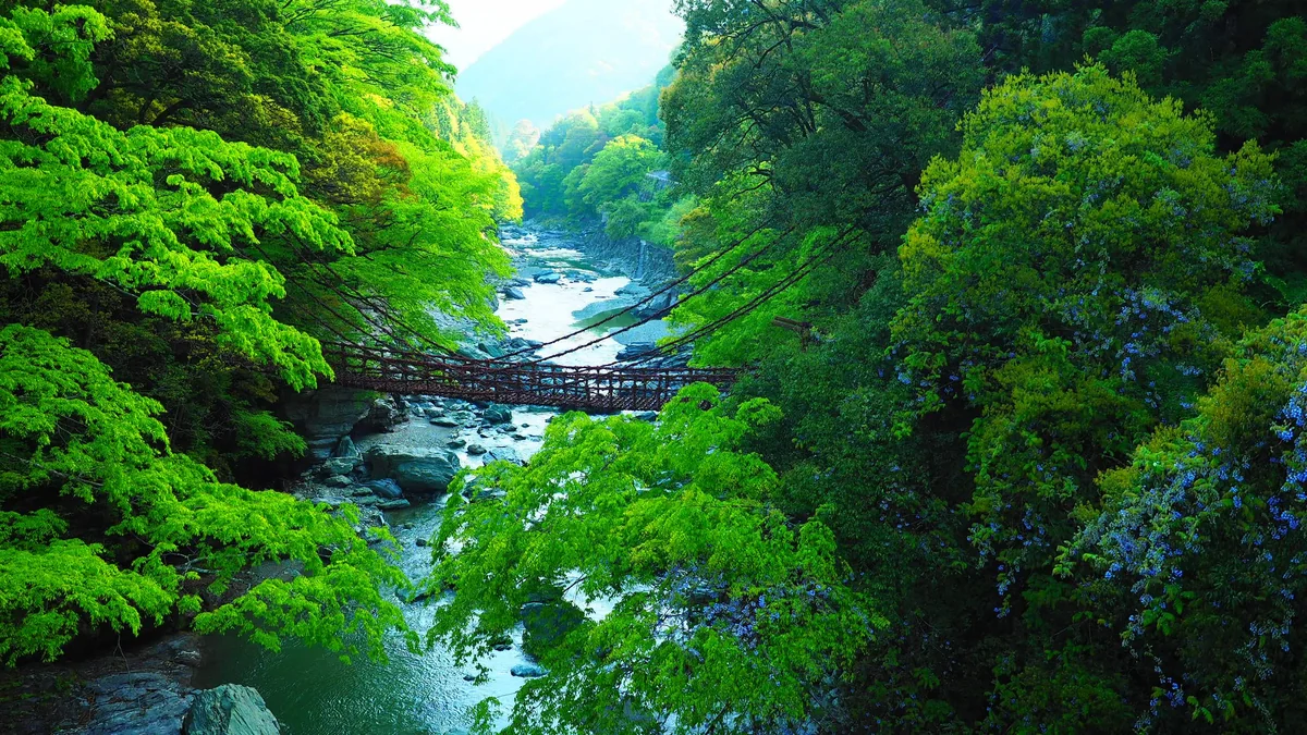 投稿写真：祖谷のかずら橋