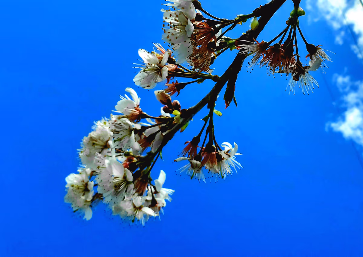 投稿写真：やっぱり、桜じゃなくて白い梅