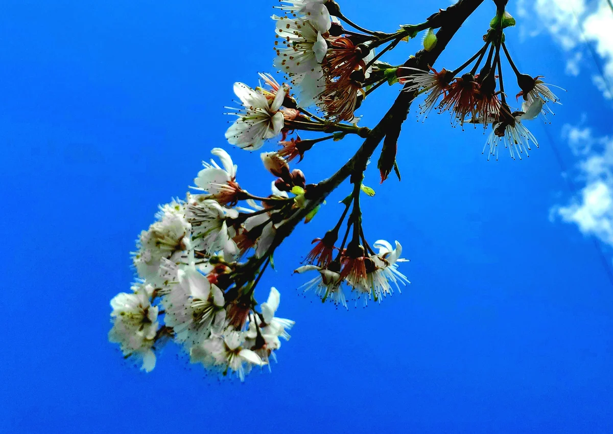 投稿写真：やっぱり、桜じゃなくて白い梅