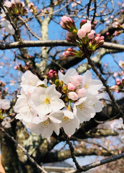 投稿：サクラ 春爛漫