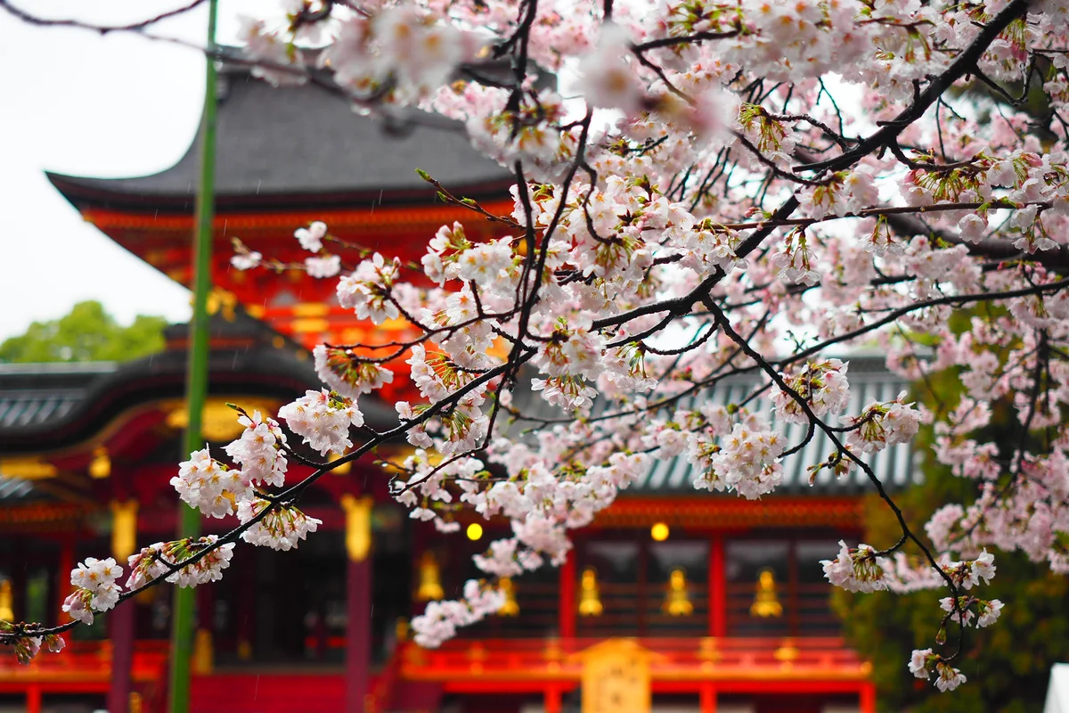 投稿写真：石清水八幡宮　桜