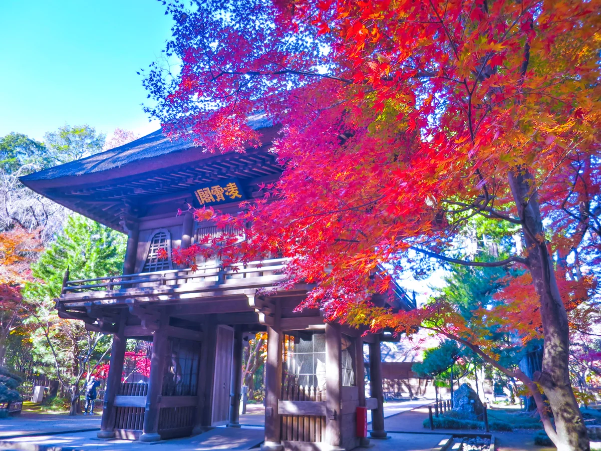 投稿写真：山門と紅葉