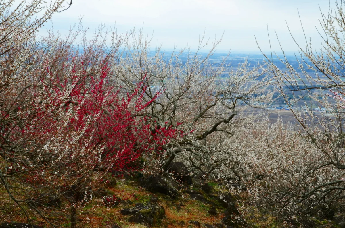 投稿写真：筑波の春