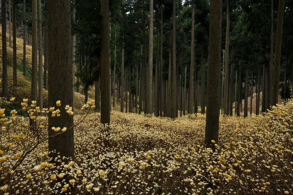 投稿：ミツマタ群生地