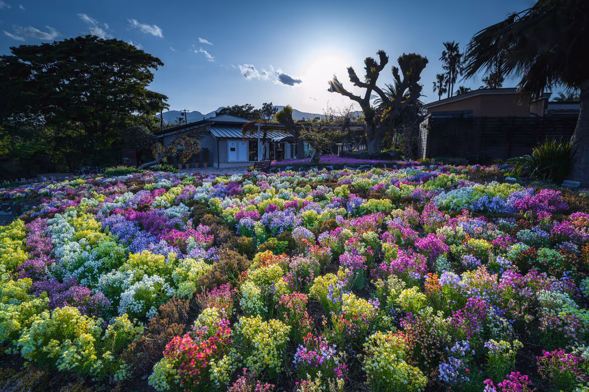 投稿写真：tropical flower