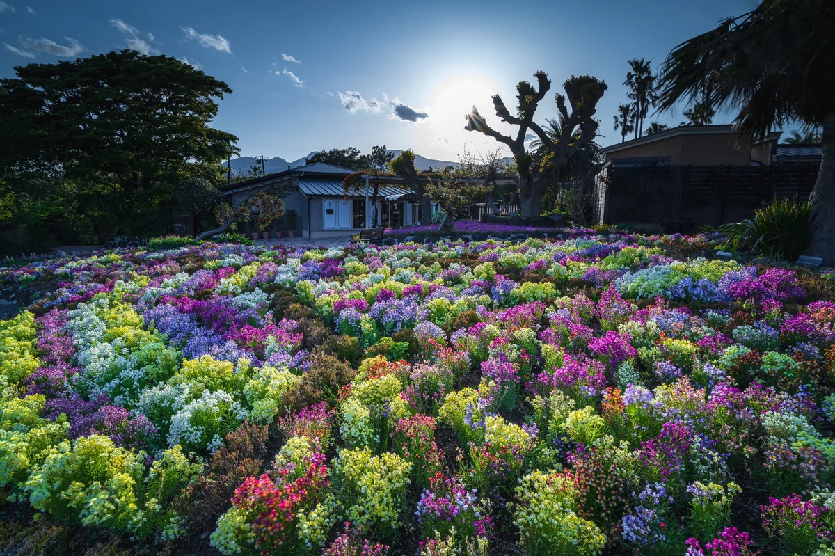 投稿写真：tropical flower