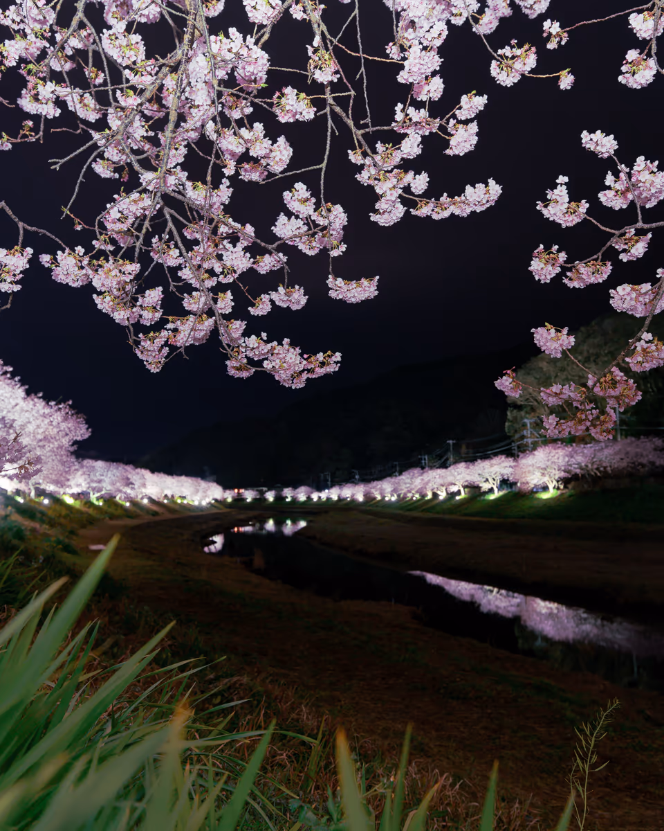 投稿写真：夜桜2020