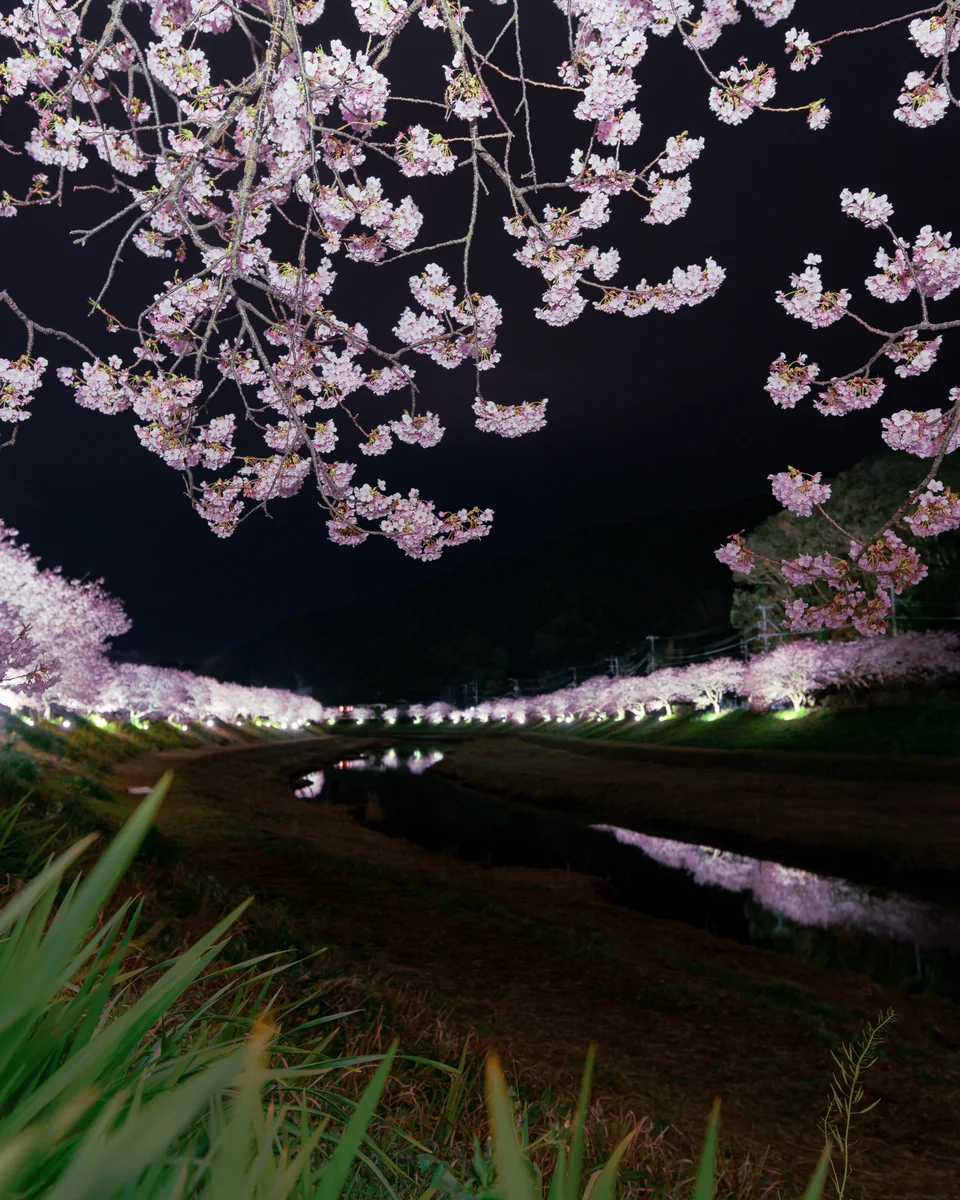 投稿写真：夜桜2020