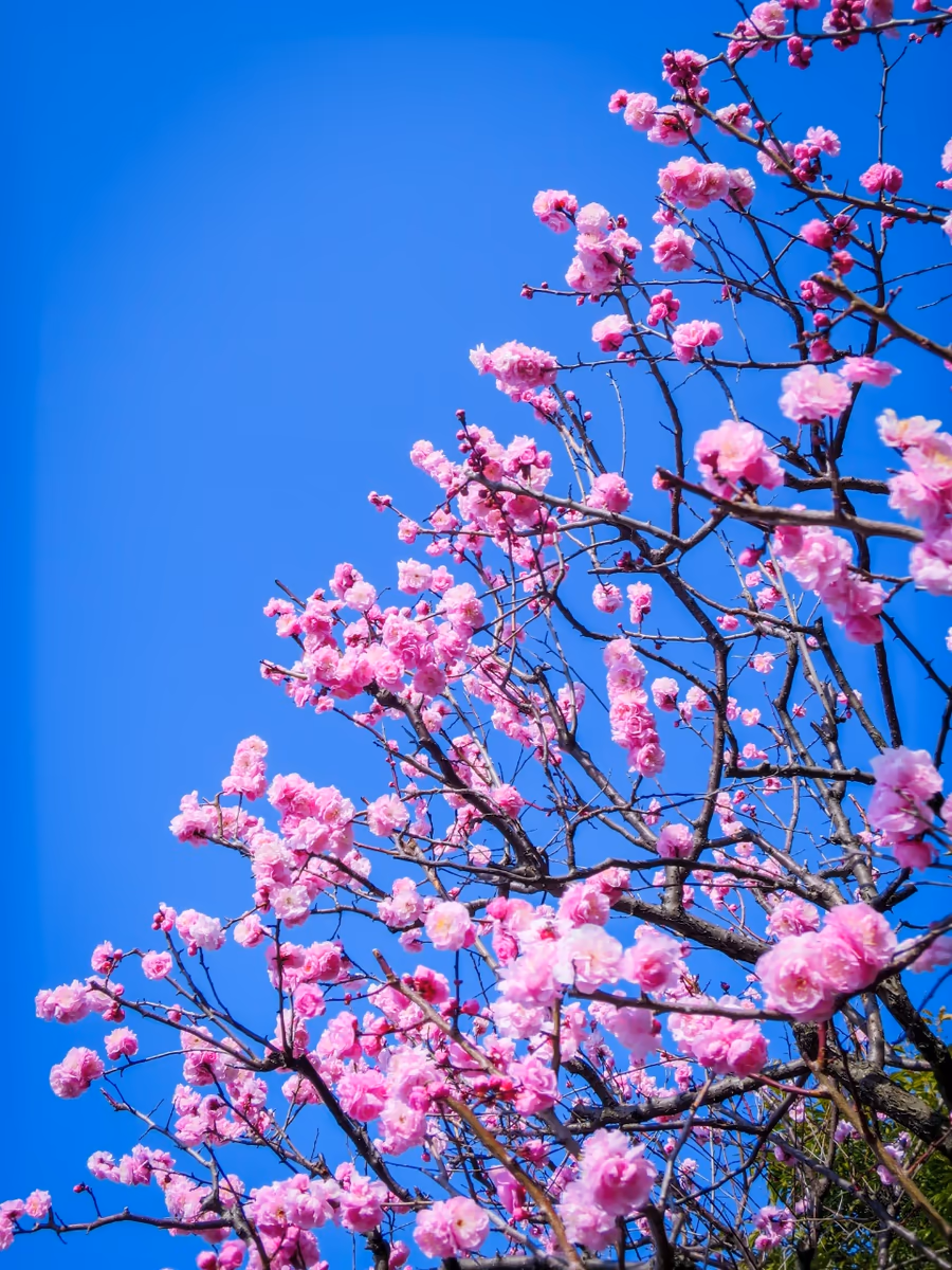 投稿写真：青空に映える八重梅