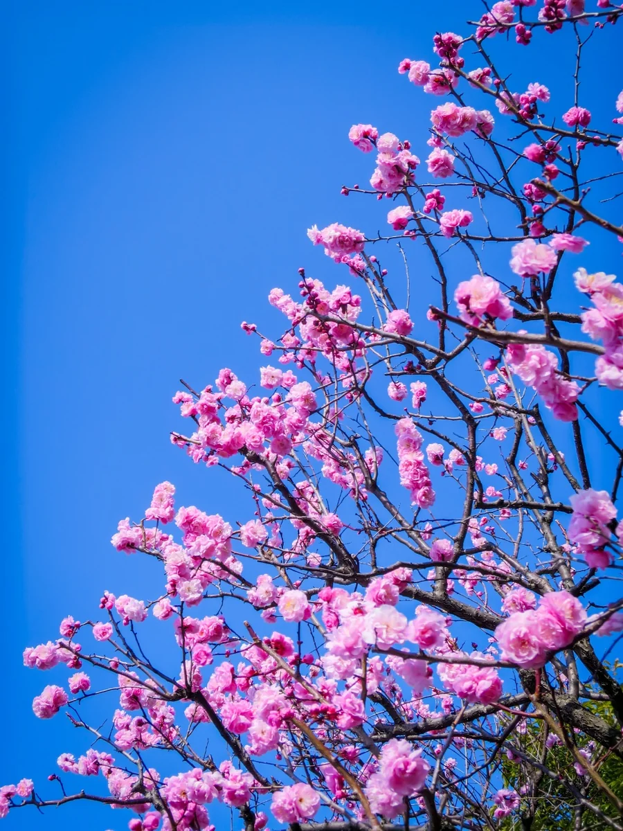 投稿写真：青空に映える八重梅