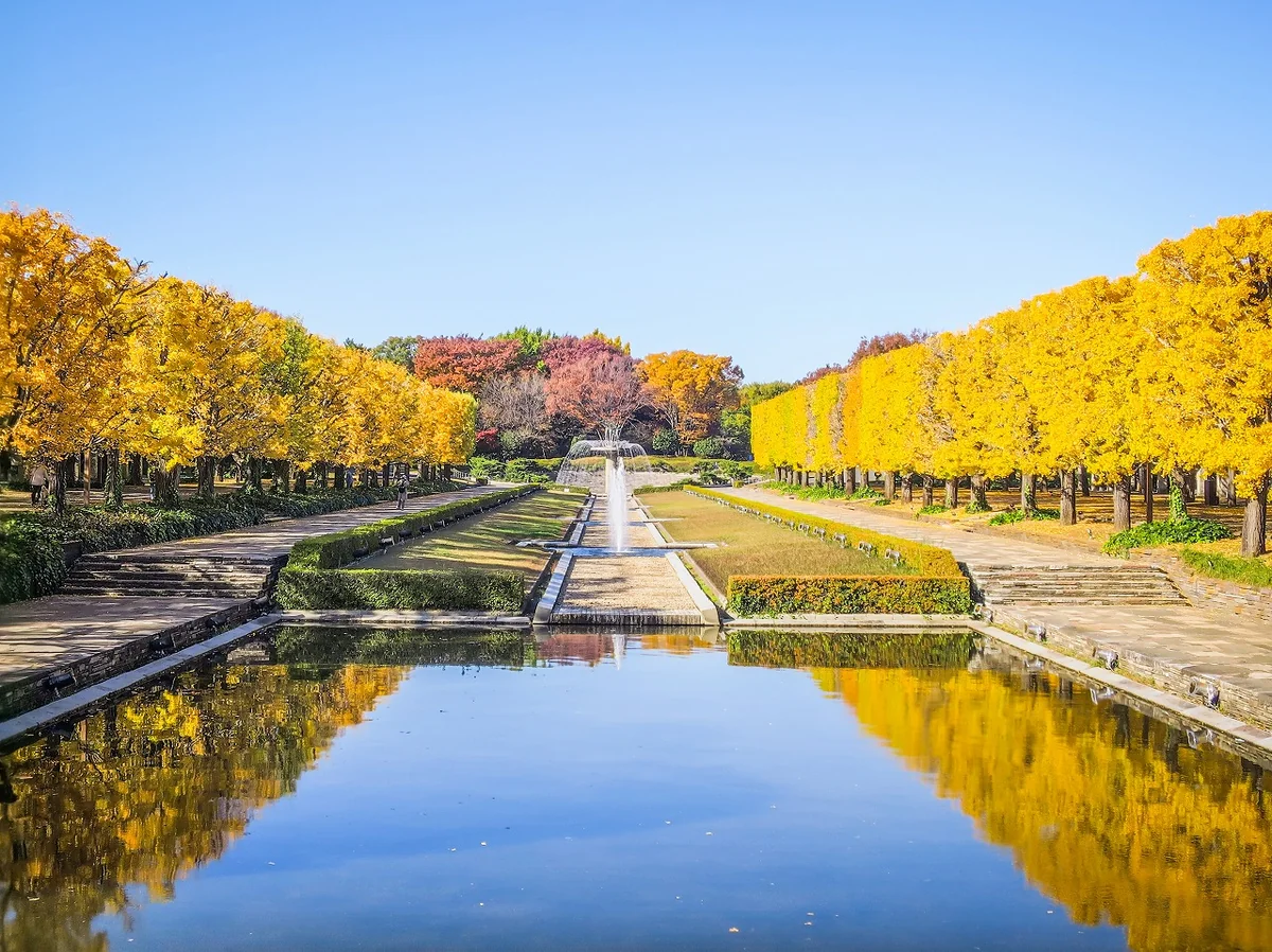 投稿写真：イチョウ並木の黄葉のリフレクション