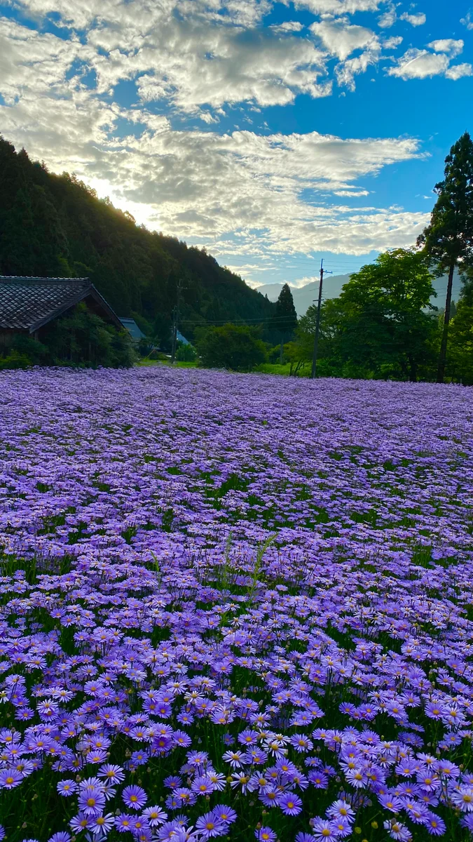 投稿写真：まるで薄紫の絨毯⁉️京都の秘境 久多地区にだけ咲く北山友禅菊
