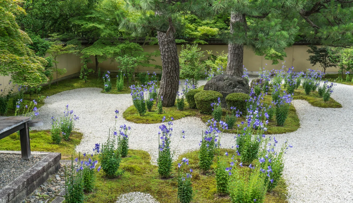 投稿写真：盧山寺　桔梗咲く源氏庭