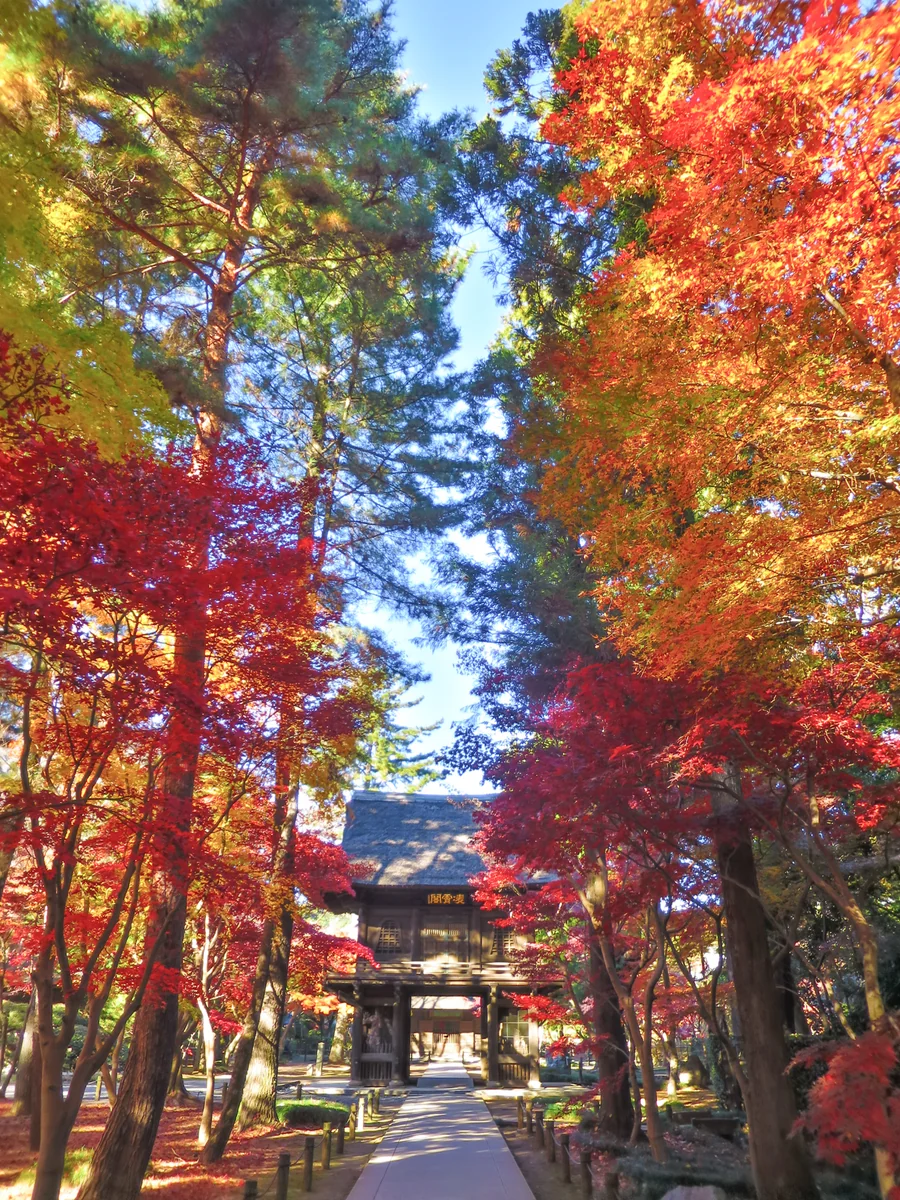 投稿写真：参道と山門と紅葉