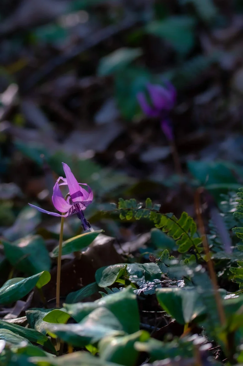 投稿写真：カタクリ