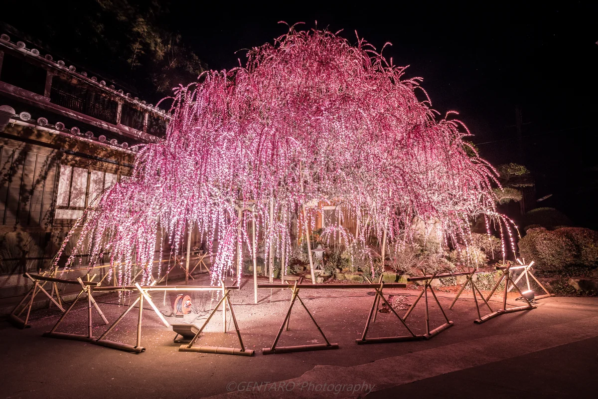 投稿写真：八木のしだれ梅