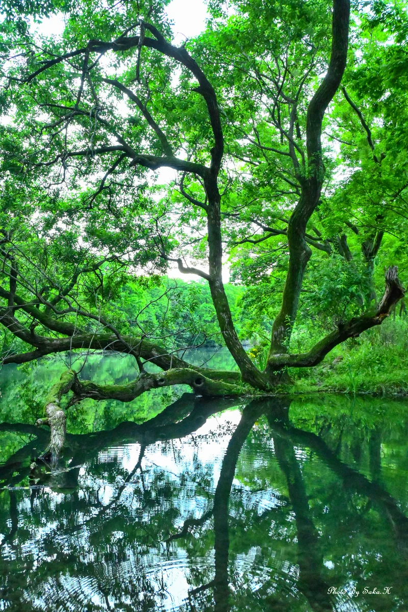 投稿写真：リフレクション