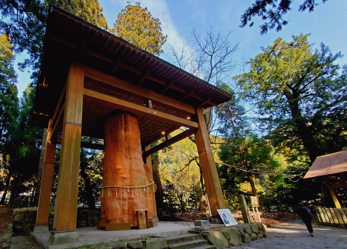 投稿写真：国造神社の大きい杉
