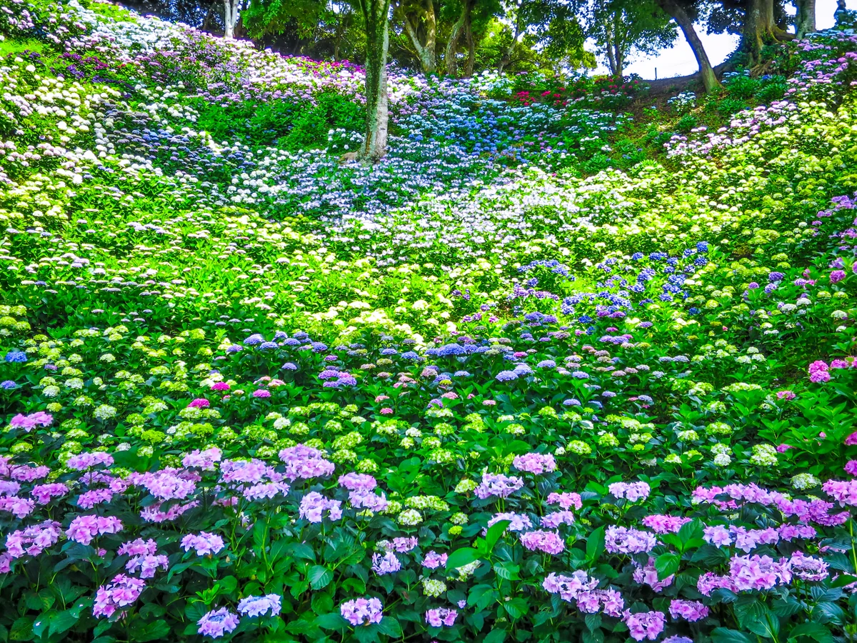 投稿写真：あじさい